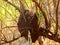 Termite nest in colony on tree. These insects are responsible for destroying wooden objects and houses