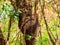 Termite nest in colony on tree. These insects are responsible for destroying wooden objects and houses