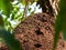 Termite nest in colony on tree. These insects are responsible for destroying wooden objects and houses