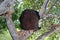 Termite nest on tropical tree