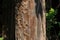 Termite nest on very old outdoor wooden