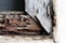 Termite nest at wooden wall, nest termite at wood decay window sill architrave, background of nest termite, white ant, background