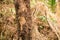 Termite Nests Hanging on Trees