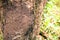 Termite Nests Hanging on Trees