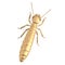 termite reproductive