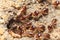 Termite soil