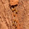 Termite team close up