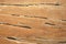 Termite track on wooden wall