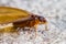 Termite white ant