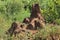 Termites anthill in the vegetation, Tanzania