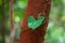 Termites build nests covering the bark of trees.