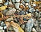 Termites building mud tube on gravel floor background,