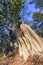 Termites House, Sal Forest, Royal Bardia National Park