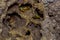 Termites insects in colony over wood inside of the amazon rainforest in Cuyabeno National Park, in Ecuador