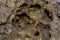 Termites insects in colony over wood inside of the amazon rainforest in Cuyabeno National Park, in Ecuador