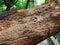 Termites labyrinths on wood crust texture