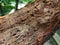 Termites labyrinths on wood crust texture