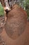 Termites nest in Boranup forest Western Australia