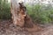 Termites nest in Boranup forest Western Australia