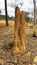 Termites nest in North Queensland Australia