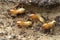 Termites in Termite mound.