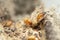 Termites in Termite mound.