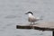 Tern