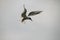 Tern beautifully hung in the air
