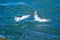 Tern bird fisherman in flight swamps, lakes and Italian coasts