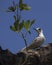 Tern Fairy Chick