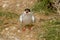 Tern with fish on Farne Islands Northumbria UK