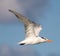 Tern fishing diving in ocean