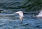 Tern fishing diving in ocean