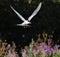 A tern in flight before landing. Front vierw. Dark Background. Adult common tern in flight. Scientific name: Sterna hirundo.