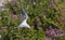 A tern flutters in flight before landing. Adult common tern in flight. Scientific name: Sterna hirundo.