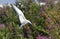A tern flutters in flight before landing. Adult common tern in flight. Scientific name: Sterna hirundo. Ladoga Lake. Russia