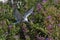 A tern flutters in flight before landing. Adult common tern in flight. Scientific name: Sterna hirundo. Ladoga Lake. Russia
