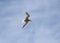Tern flying in the sky.