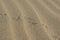 tern footprints on a sandy beach