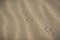 tern footprints on a sandy beach