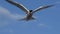 The tern hovered in the air, fluttering its wings. Slow motion. Adult common terns on the blue sky background