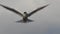 The tern hovered in the air, fluttering its wings. Slow motion. Adult common terns on the blue sky background