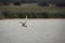 Tern Hunting Over Water