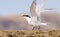 Tern , Patagonia, Argentina