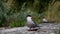 A tern on a rocky shore. Scientific name: Sterna hirundo. Ladoga lake. Russia