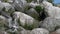 A tern on a rocky shore.   Scientific name: Sterna hirundo. Ladoga lake. Russia