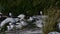 A tern on a rocky shore. Scientific name: Sterna hirundo. Ladoga lake. Russia