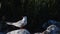 A tern with sits on a stone. Adult common terns on the dark background.  Scientific name: Sterna hirundo. Ladoga lake. Russia