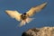 Tern with spread wings landing on a stone. Adult common tern in sunset light on the blue sky background.