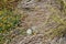 Tern (Sterna hirundo) nest with thre eggs